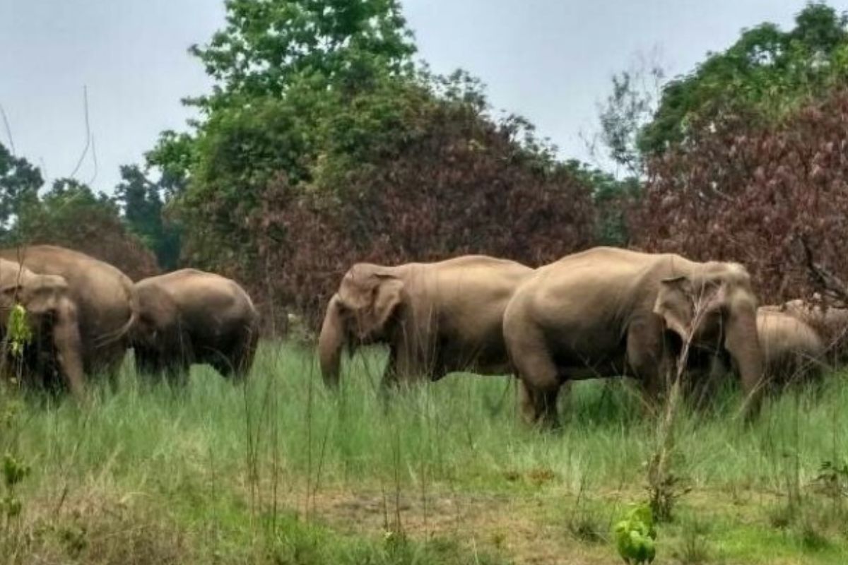 BSF officer trampled to death by wild elephants in Meghalaya