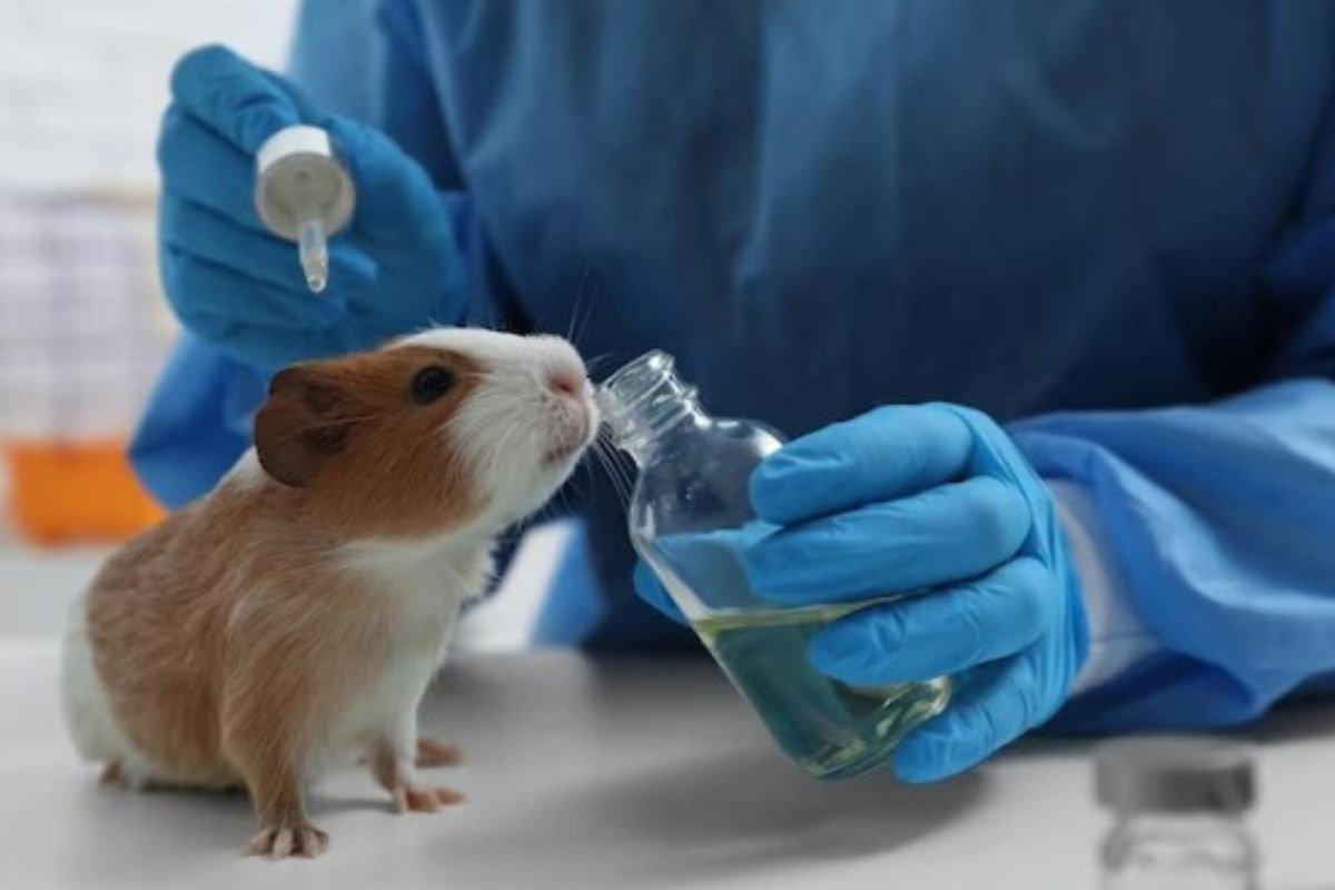 Animal cruelty in laboratories: A call for ethical reform