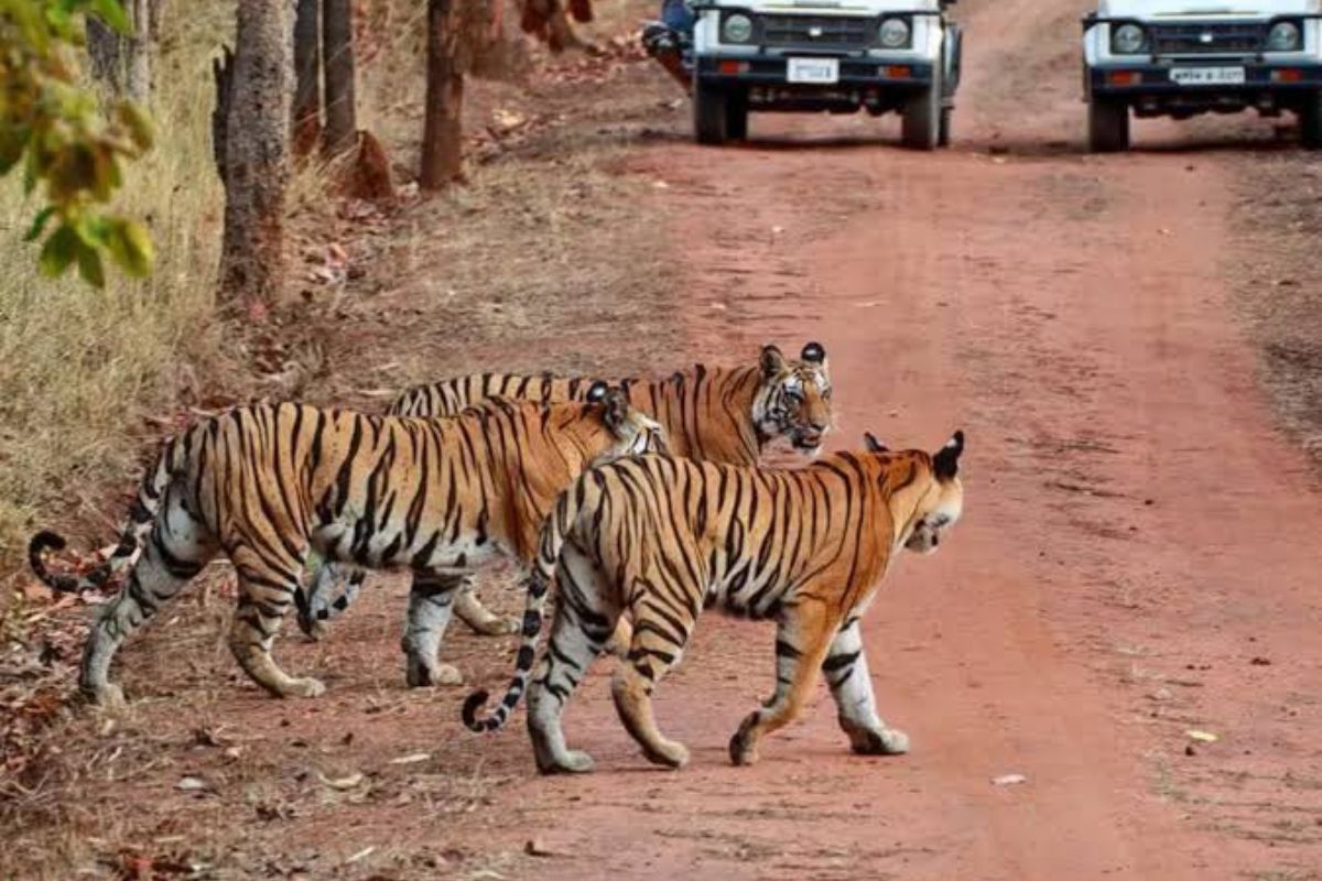 UP tiger reserves now open till June 25