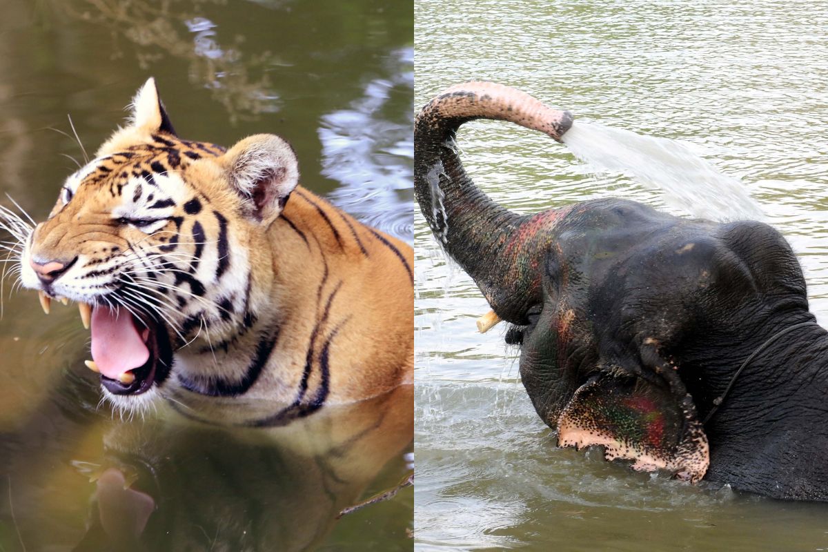 ‘Project Tiger’ and ‘Project Elephant’ will pave way for conservation of tigers and elephants in UP