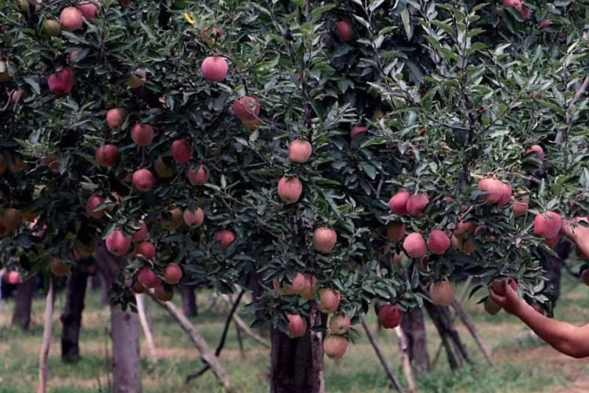 Nauni varsity issues advisory for apple foliar disease management in Himachal