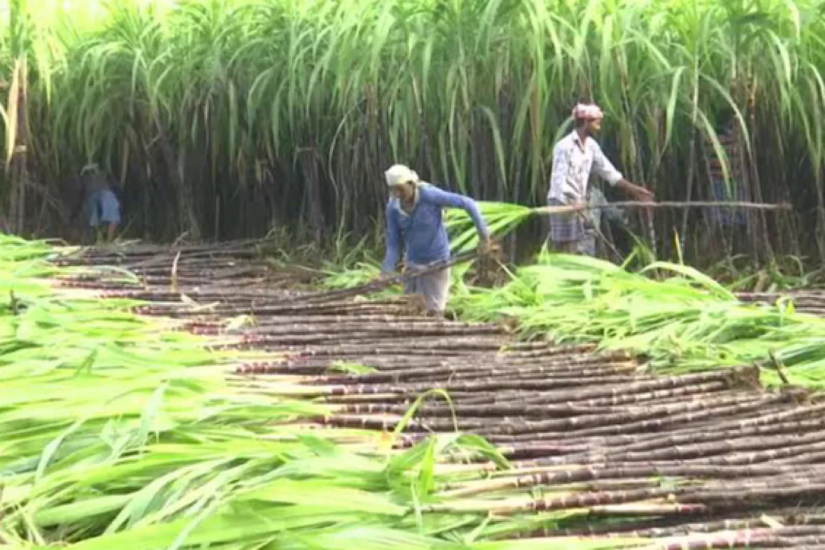 To the cheer of farmers reclamation of canal at Haripal begins