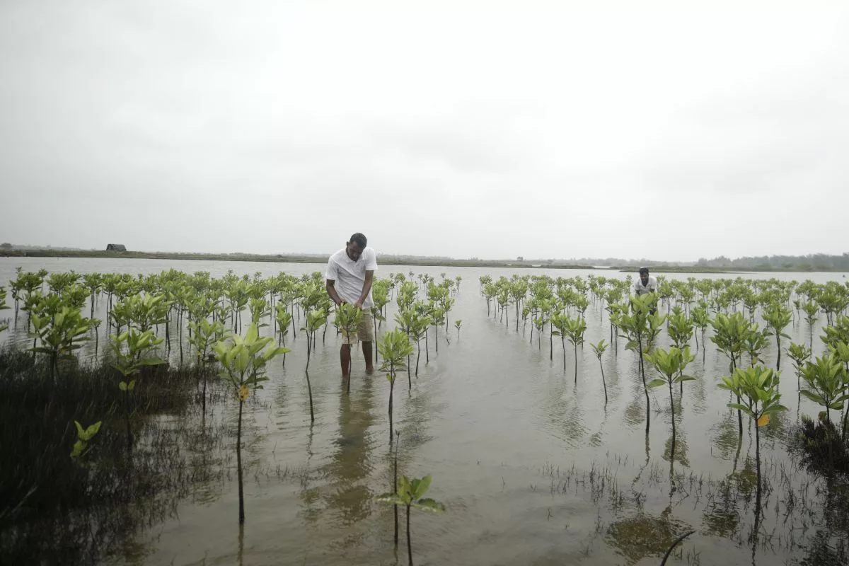 Mangrove sapling on Hooghly banks to save nature