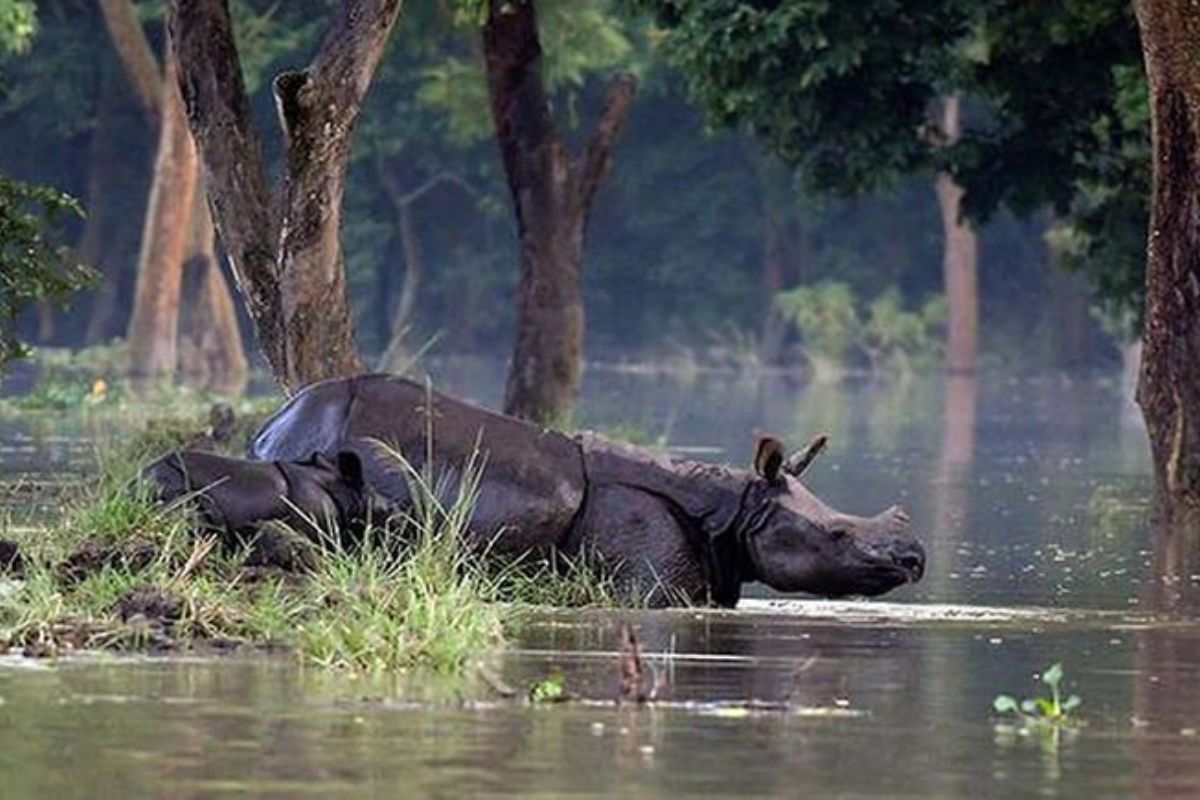 Floods devastate wildlife habitats across Assam: Kaziranga National Park severely impacted
