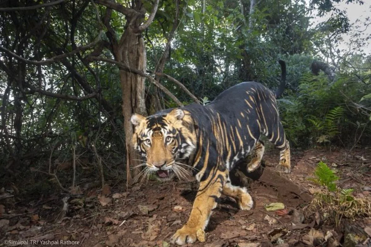 World’s first melanistic tiger safari to be established in Odisha by year-end