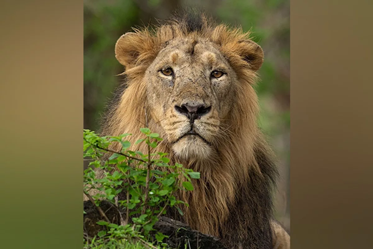 World Lion Day: PM Modi shares stunning pictures, lauds conservationists