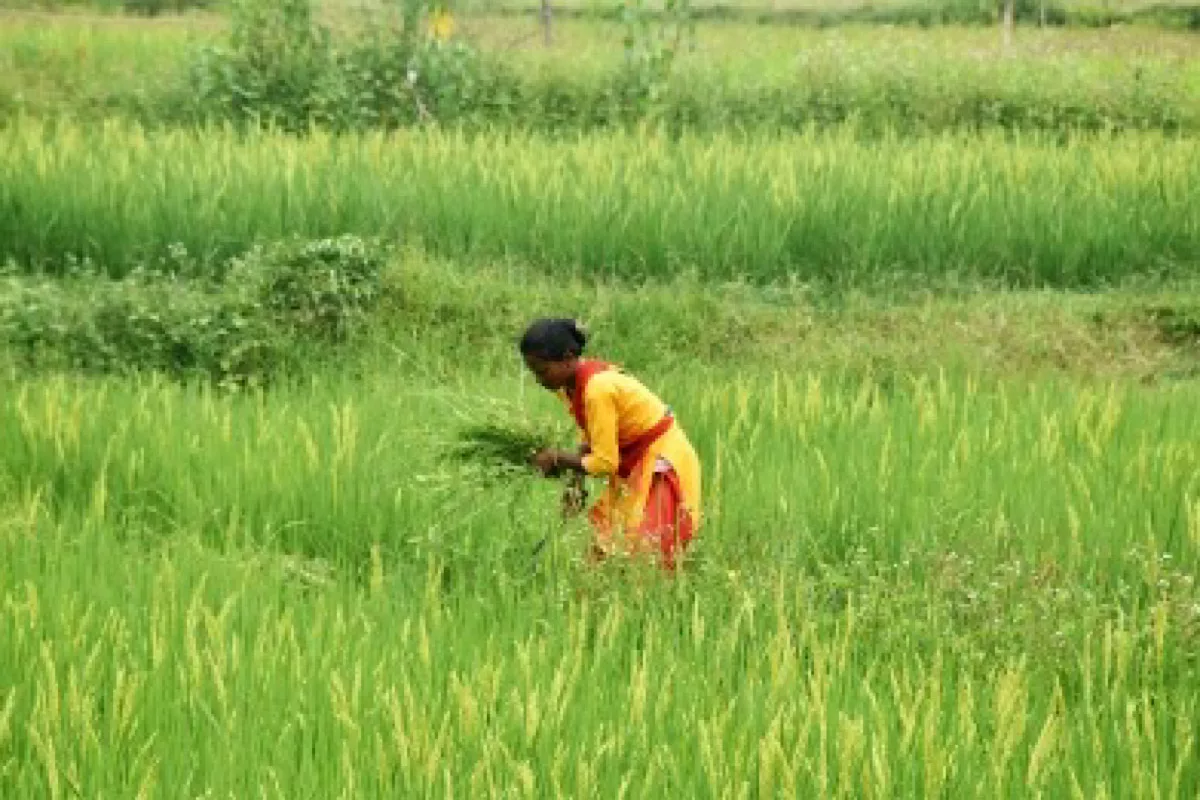 Area sown under kharif crop increases to over 979 lakh hectares