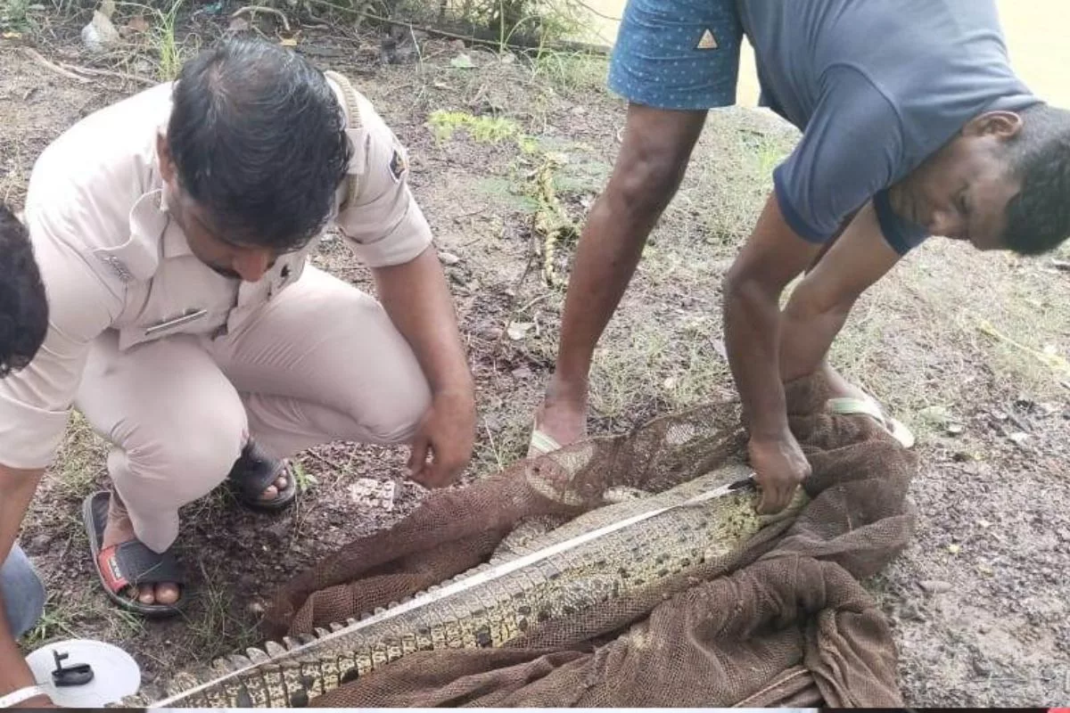 Odisha: Salt-water croc rescued from village pond, locals relieved