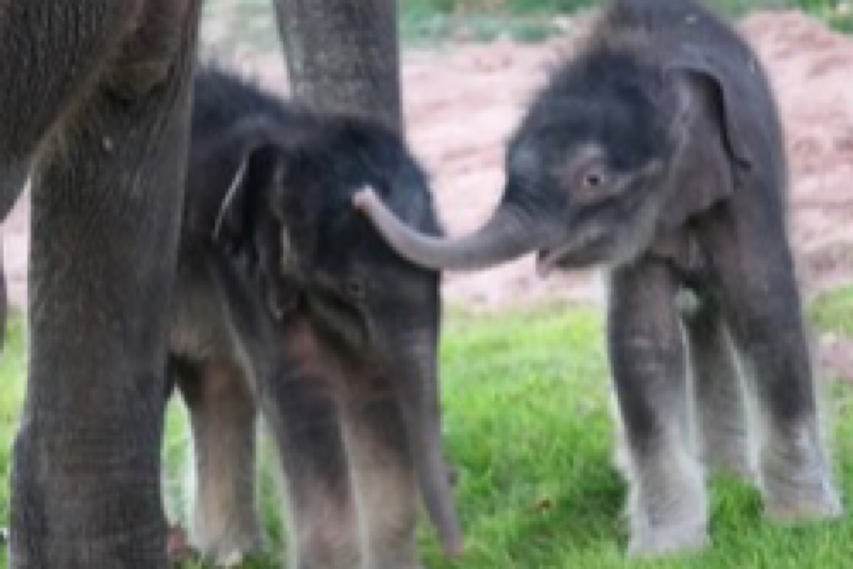 Rare twin elephants born in Myanmar