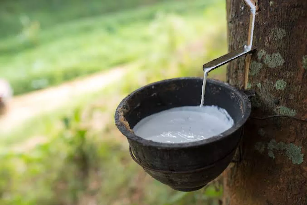 Malaysia’s natural rubber production increases 27 per cent in July