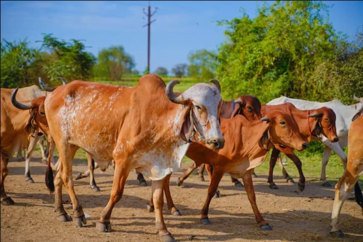 Cow protection debate sparks tensions in northeast India: Cultural resistance to nationwide slaughter ban