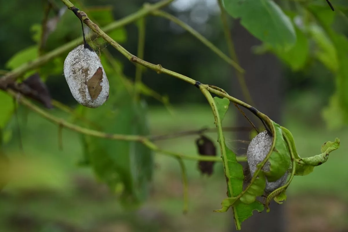 Tassar rearing poised to boost tribal economy in Odisha villages