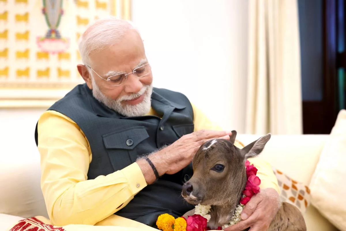 PM names new born calf at his residence as ‘Deepjyoti’