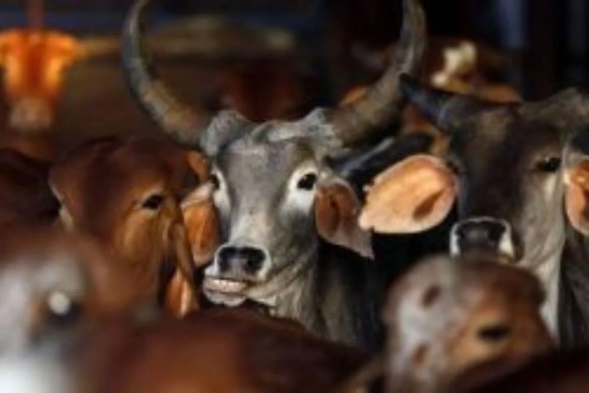 Seer accuses Centre of abandoning cause of cow protection