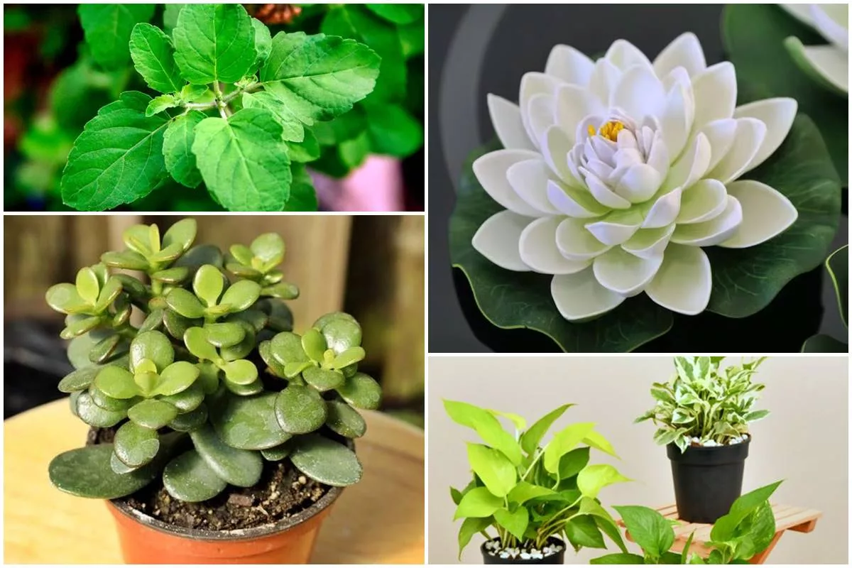 8 auspicious plants to bring wealth and positivity to your home this Diwali