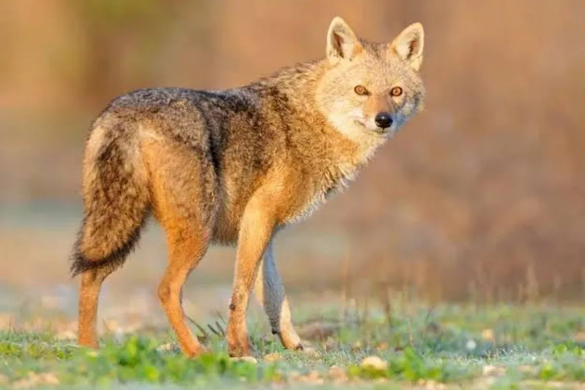 Golden Jackals face threat from road accidents in East Midnapore