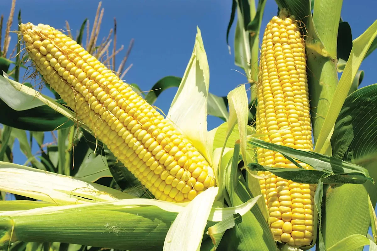 Dent Corn Revolution