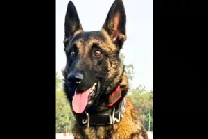 Pakistani terrorist, Army’s dog killed in encounter near Jammu