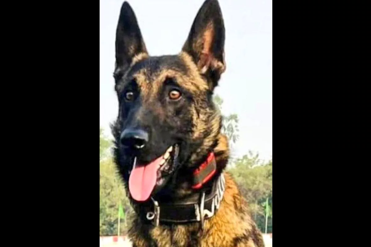 Pakistani terrorist, Army’s dog killed in encounter near Jammu