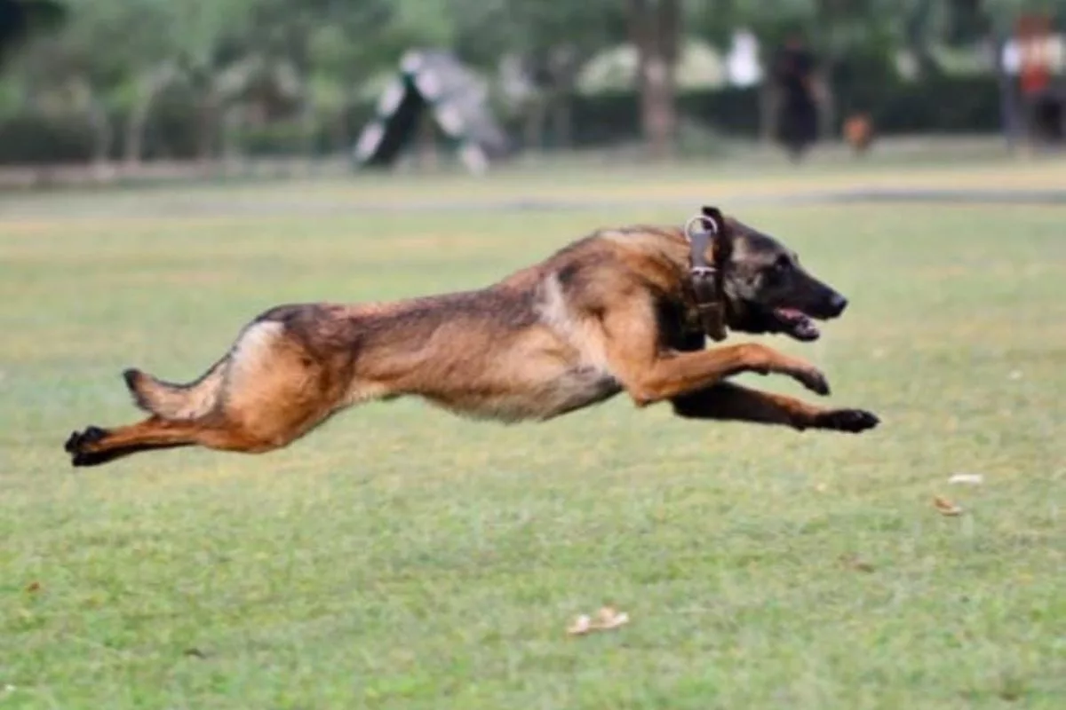 Army’s assault dog Phantom killed in line of duty during Jammu counter-terror operation