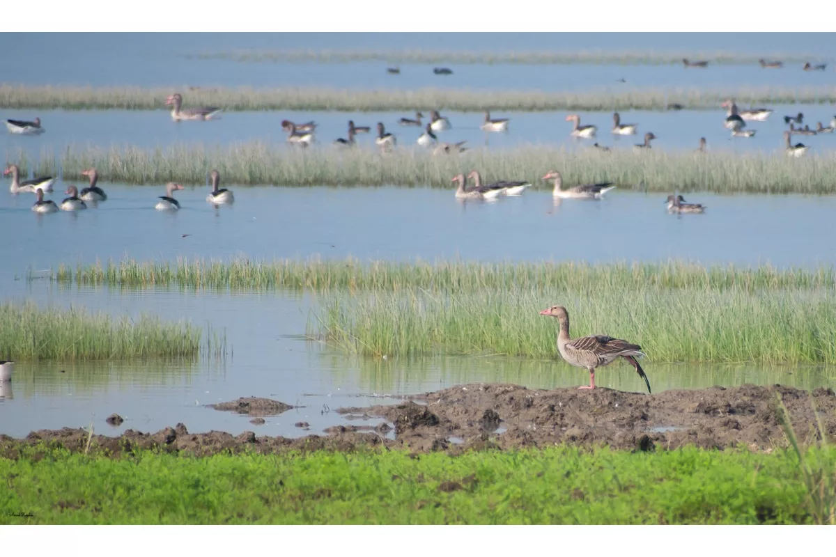 Safeguarding Assam’s winged winter guests: A call to protect migratory birds and their habitats