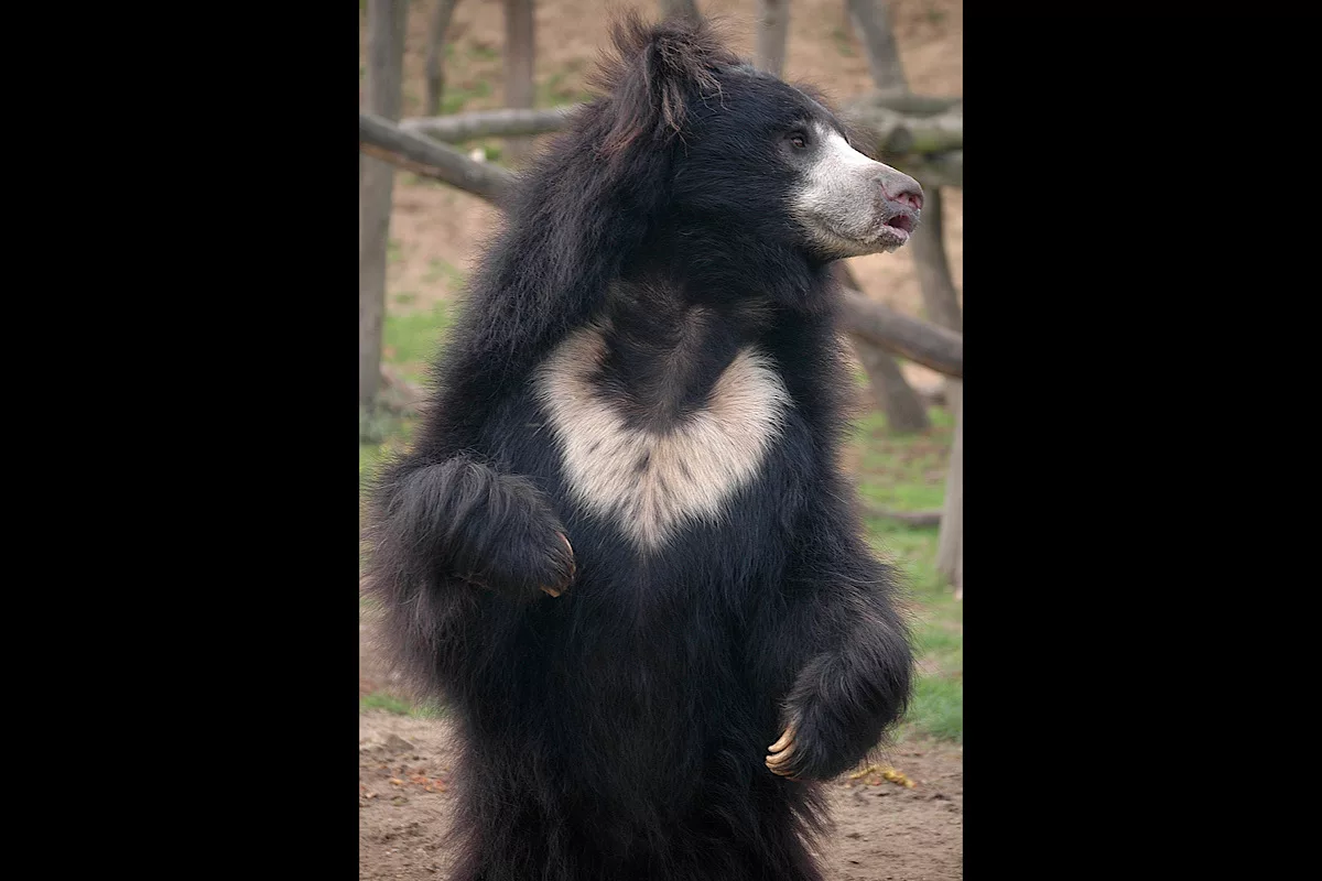 Sloth bear population boosts as ‘Jhumari’ welcomes new cub at Nahargarh Biological Park