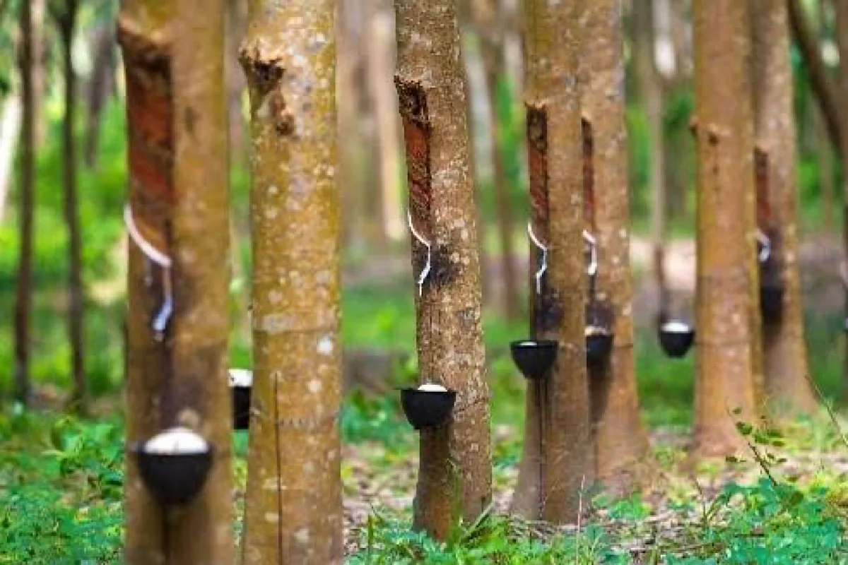 Mizoram joins Northeast Rubber Race with 4,000 Hectare plantation initiative