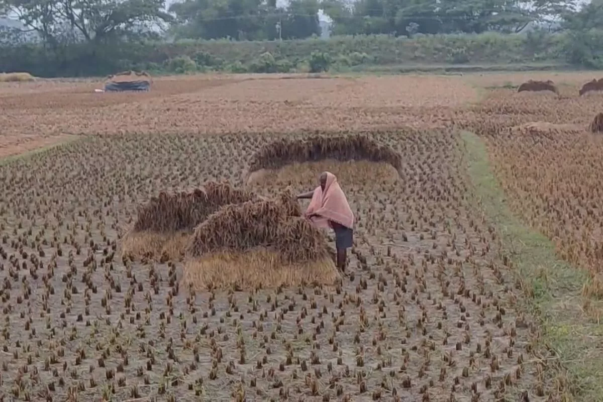 Unseasonal rain hinders paddy harvest in Odisha, compounds farmers’ plight