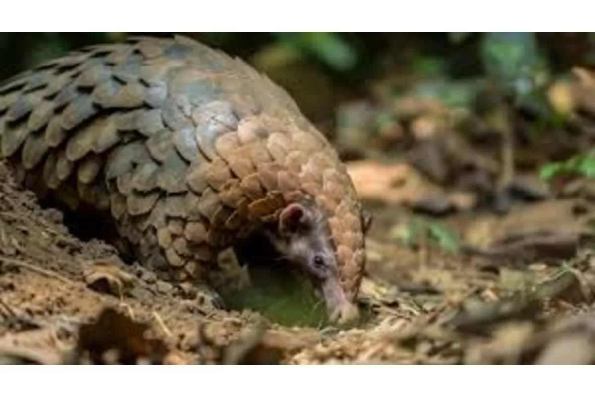 Raimona’s hidden treasure: The Chinese pangolin