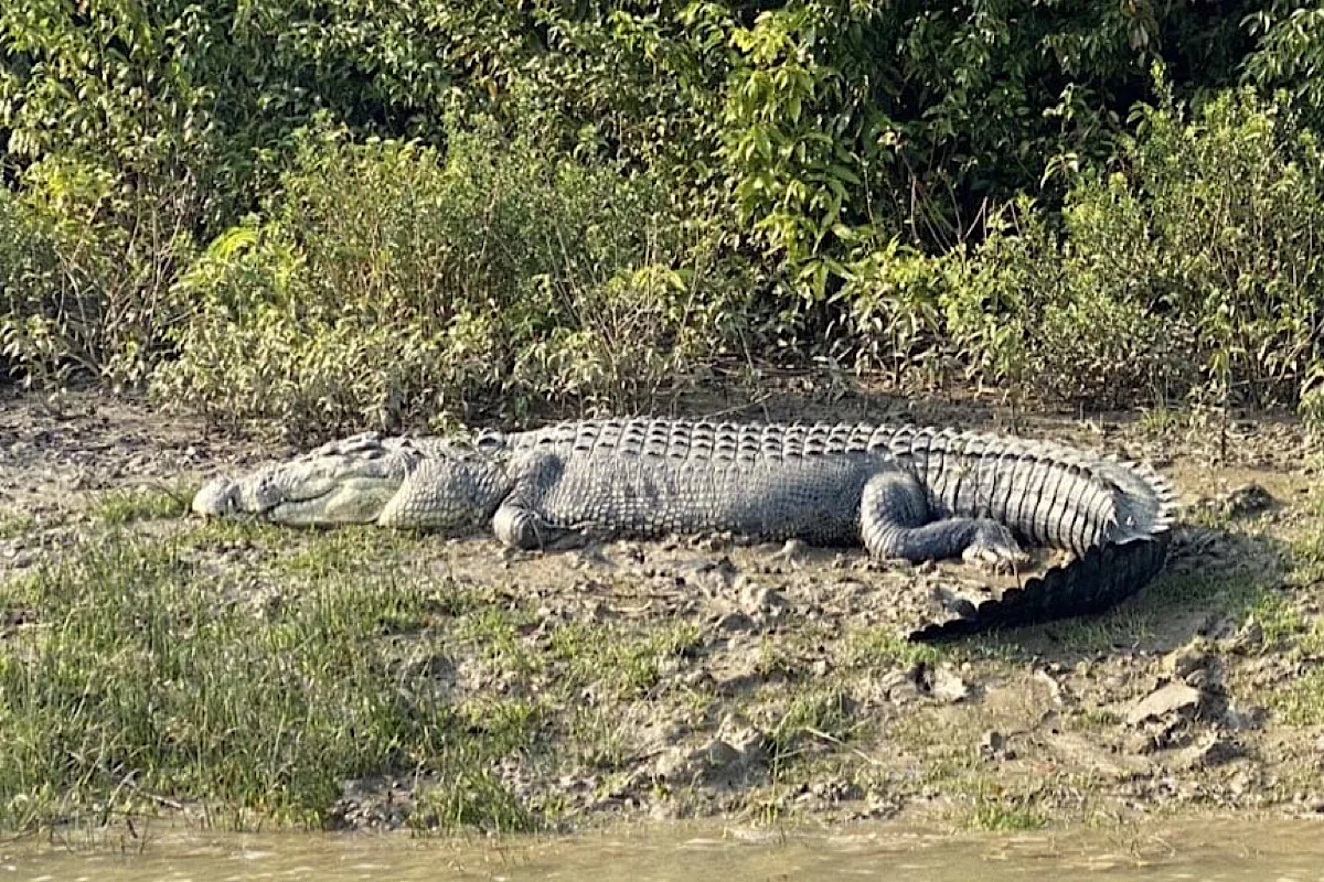 Marginal increase in salt-water crocodile population in Odisha’s Bhitarkanika national park