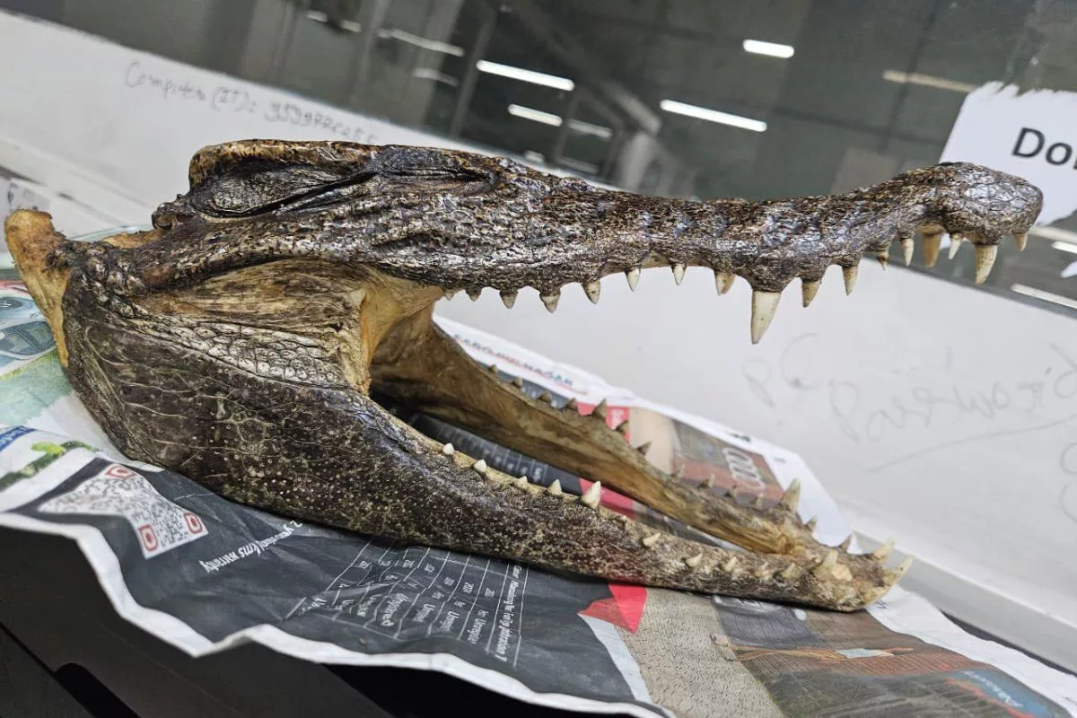 Canadian held at Delhi airport for carrying crocodile skull