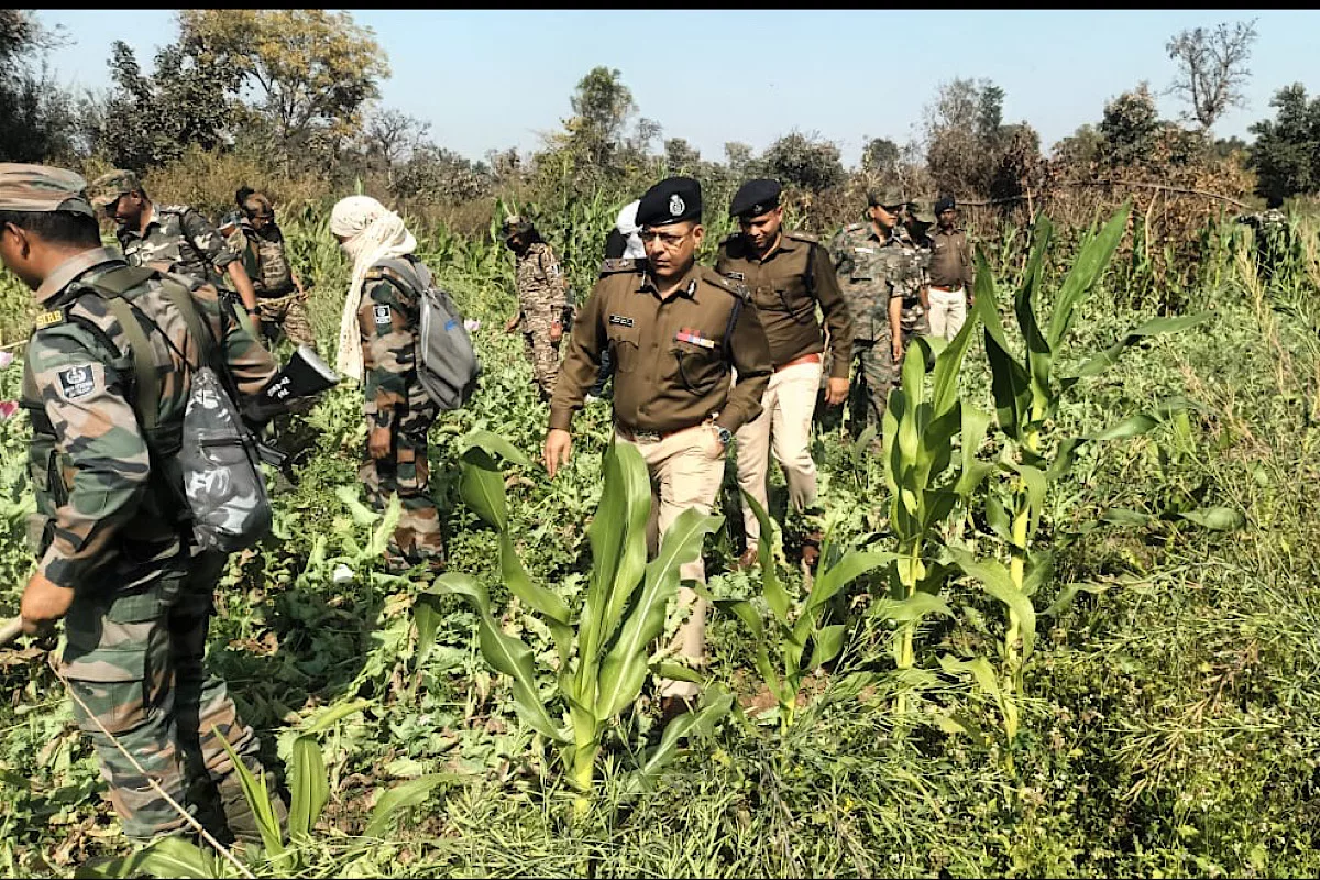 9,871 acres of illicit opium crops destroyed, 86 arrested in Jharkhand