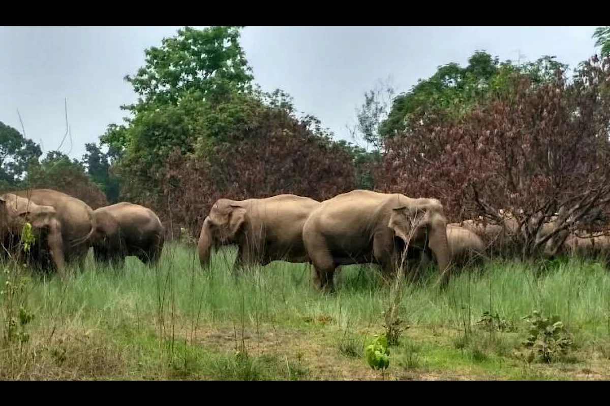 Odisha losing 81 elephants each year: Forest minister Khuntia