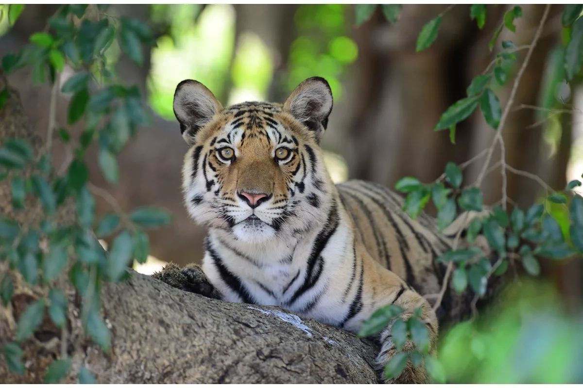 Enjoy ecological wonders with the thrill of wildlife in Madhya Pradesh