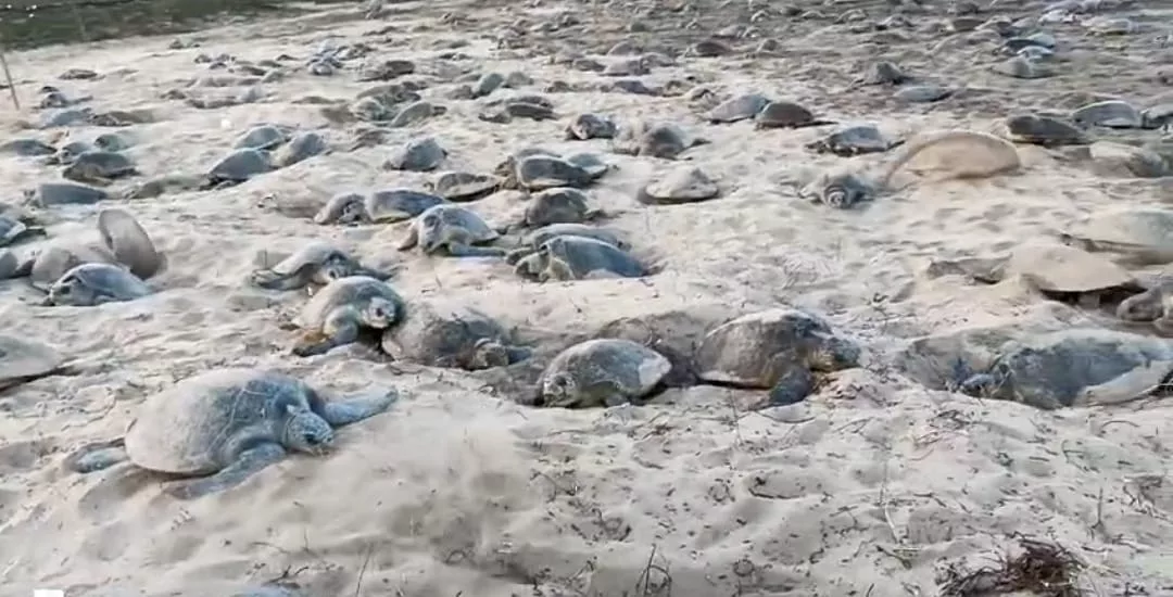 Turtles’ mass nesting culminates on Odisha beach with impressive turnout of marine animals