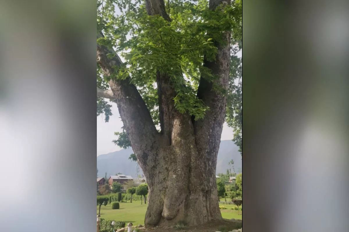 Heritage Chinar trees geotagged in Kashmir