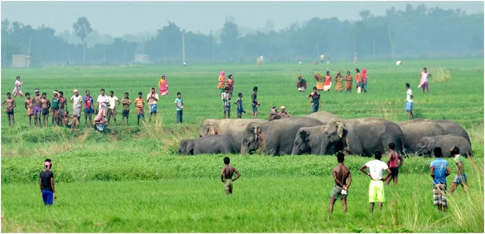 Human-elephant conflict in Southwest Bengal: A growing concern