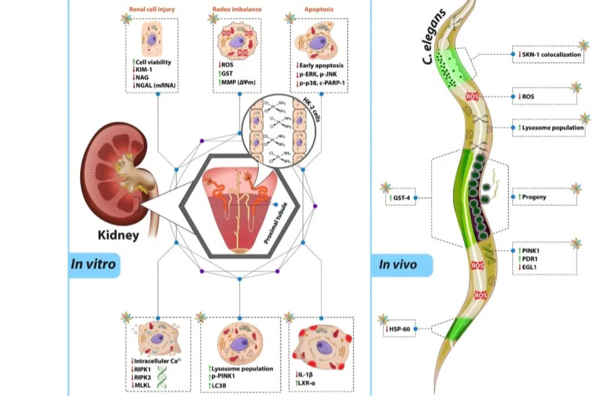 Patanjali scientists’ research on Renogrit among top 100 papers of 2024 in ‘Nature Portfolio’