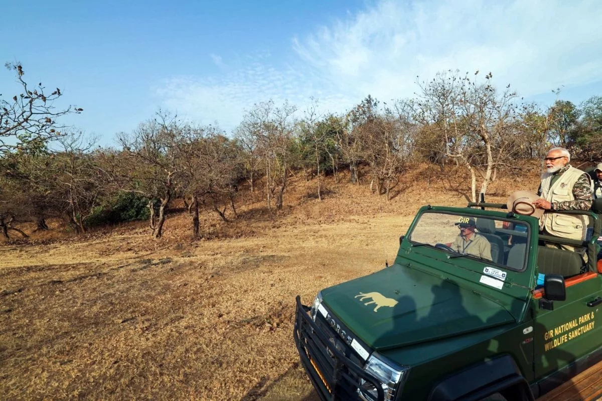 Population of Asiatic lions in Gir rising steadily: PM Modi after lion safari