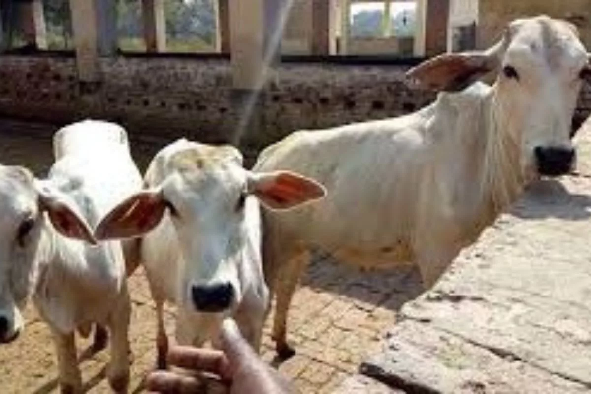 Cabinet approves revision of Livestock Health and Disease Control Programme