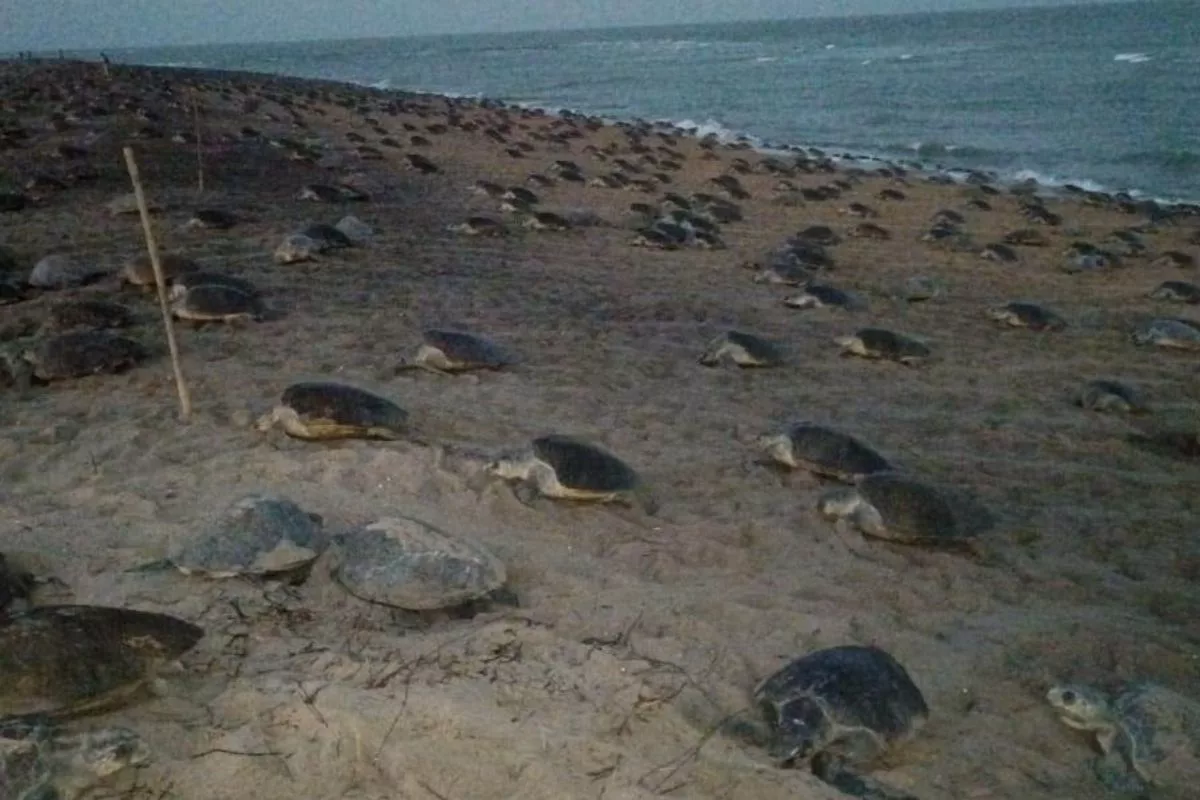 Olive turtles re-emerge at idyllic Odisha beach for mass nesting after 33-year break