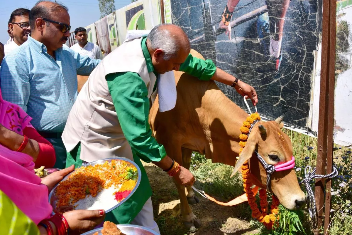 UP launches drive to install radium strips on stray cows to prevent accidents