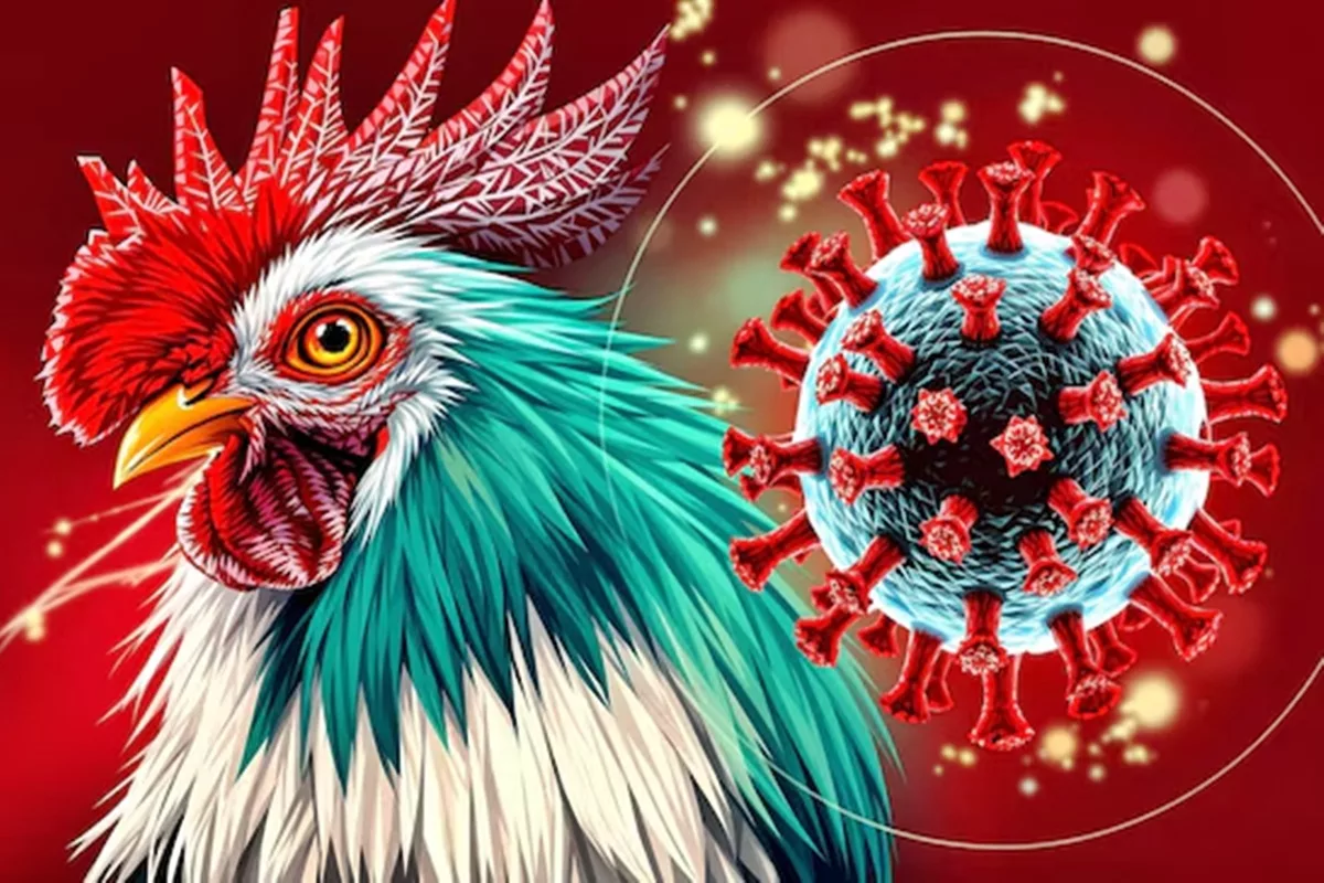 Bird flu threat? Strengthen your immunity with Ayurveda