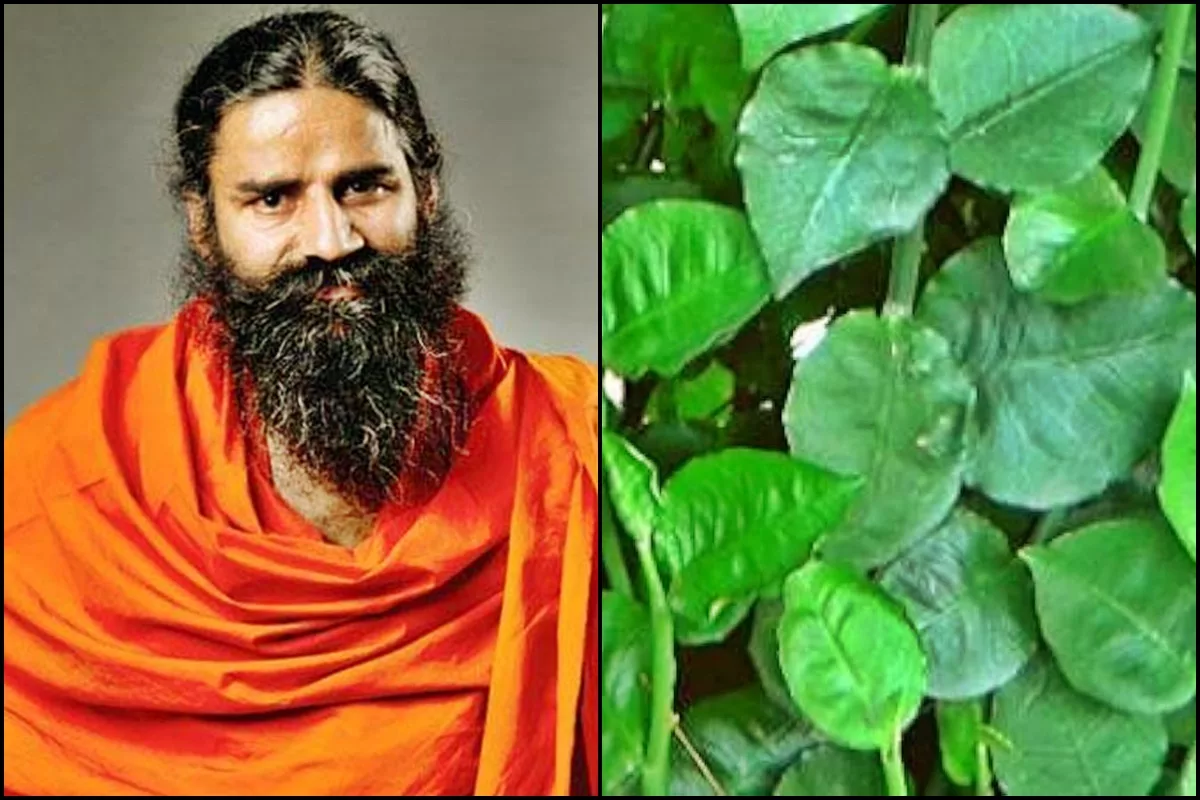 Ramdev reveals hidden ayurvedic gem: Chew THIS bitter leaf to cure piles fast!