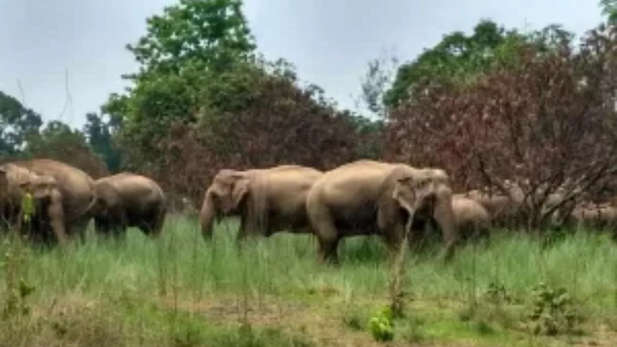 With 94 elephant fatalities in a year, Odisha turns into India’s jumbo graveyard