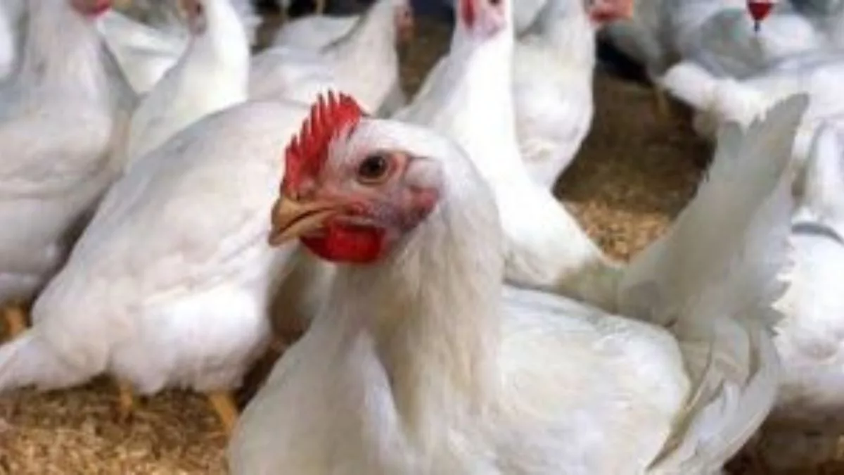 Centre to adopt three-pronged strategy to prevent, control bird flu