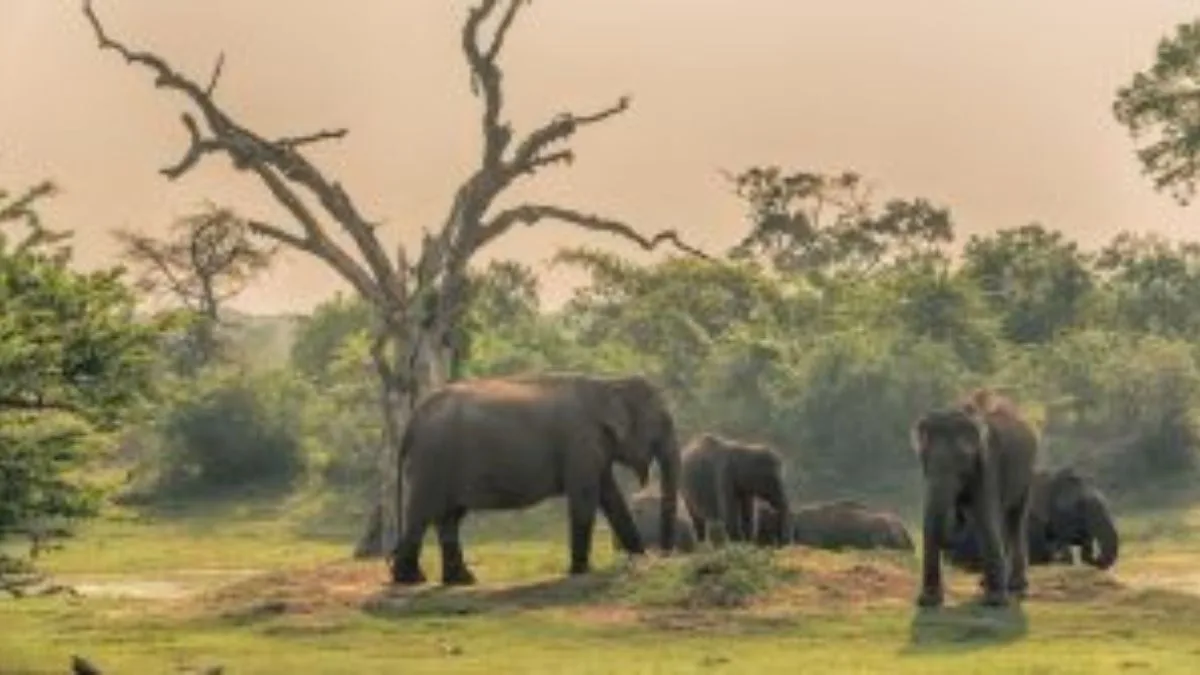 Wild elephant tramples two tribals to death in Kerala’s Athirappilly