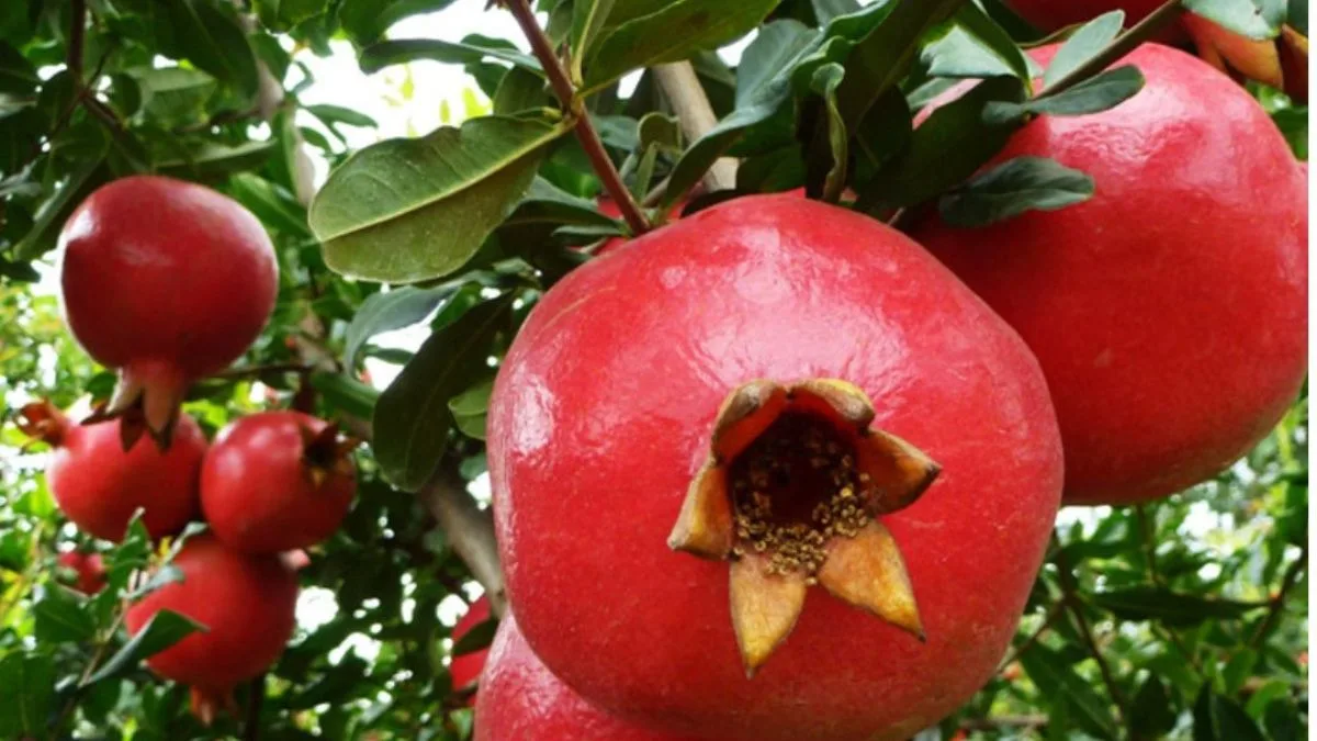 Indian Pomegranates make waves in U.S. via Sea Shipment